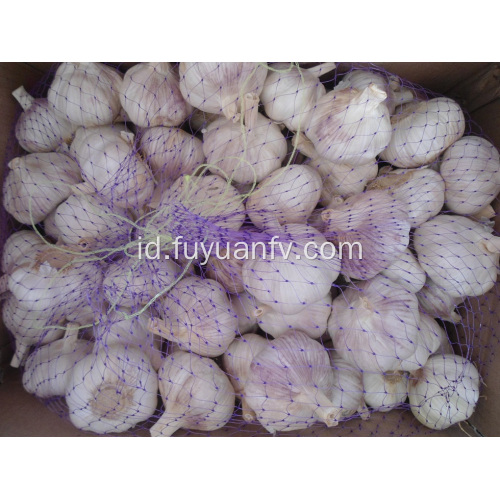 Ekspor Kualitas Standar Bawang putih putih normal